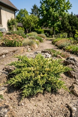 Juniperus horizontalis 'Andorra Variegata' Arbuste