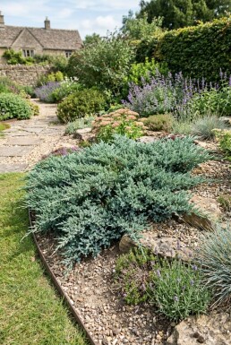 Juniperus horizontalis 'Blue Chip' Arbuste