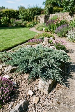 Juniperus horizontalis 'Blue Chip' Arbuste
