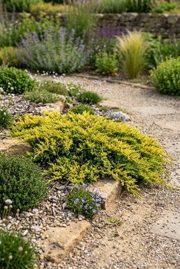 Juniperus horizontalis 'Golden Carpet' Arbuste