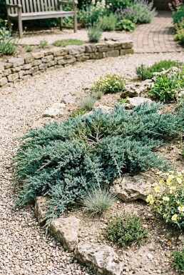 Juniperus horizontalis 'Icee Blue' Arbuste