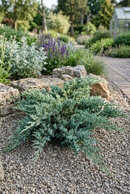 Juniperus horizontalis 'Icee Blue' Arbuste