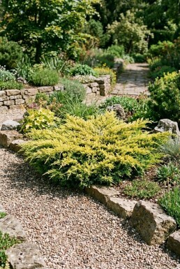 Juniperus horizontalis 'Limeglow' Arbuste