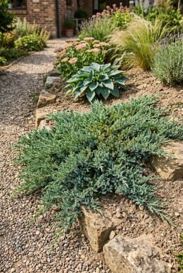 Juniperus horizontalis 'Wiltonii' Arbuste