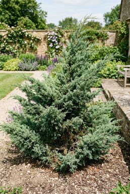 Juniperus media 'Hetzii'