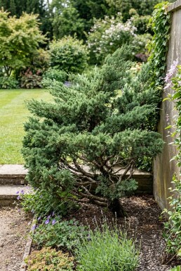 Juniperus media 'Hetzii'