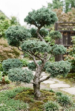 Juniperus media 'Hetzii' Bonsaï
