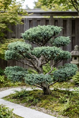 Juniperus media 'Hetzii' Bonsaï