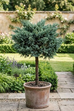 Juniperus media 'Hetzii' Sur tige