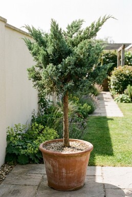 Juniperus media 'Hetzii' Sur tige