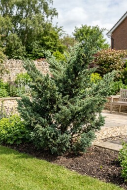 Juniperus media 'Hetzii' Arbuste