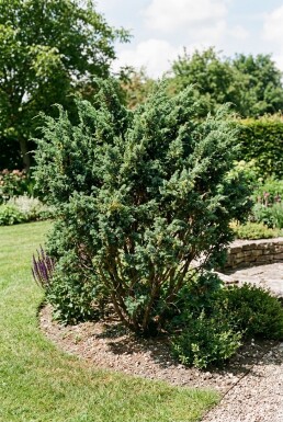 Juniperus media 'Hetzii' Arbuste