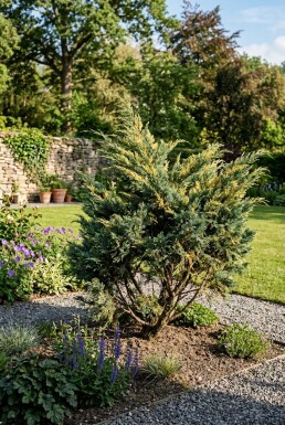 Juniperus pfitzeriana 'Blue and Gold' Arbuste