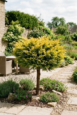 Juniperus pfitzeriana 'Golden Joy' Sur tige