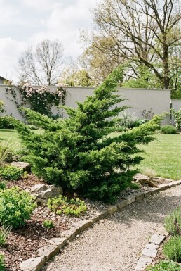 Juniperus pfitzeriana 'Mint Julep'