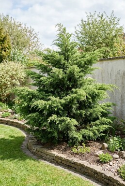 Juniperus pfitzeriana 'Mint Julep'