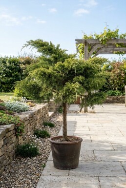 Juniperus pfitzeriana 'Mint Julep' Sur tige