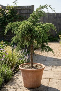 Juniperus pfitzeriana 'Mint Julep' Sur tige