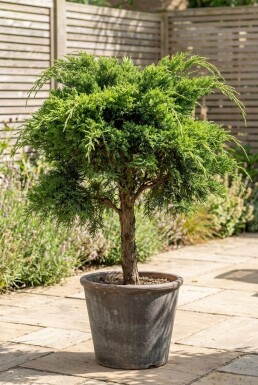 Juniperus pfitzeriana 'Mint Julep' Sur tige