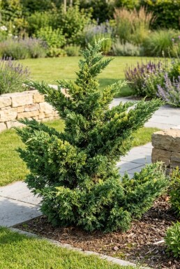 Juniperus pfitzeriana 'Mint Julep' Solitair