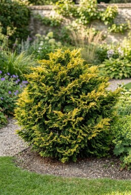Juniperus pfitzeriana 'Old Gold'