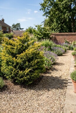 Juniperus pfitzeriana 'Old Gold' Arbuste