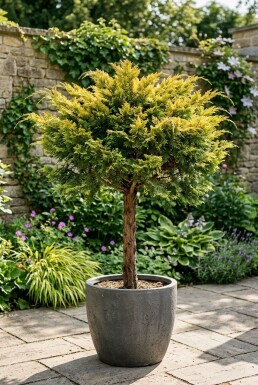 Juniperus pfitzeriana 'Pfitzeriana Aurea' Sur tige