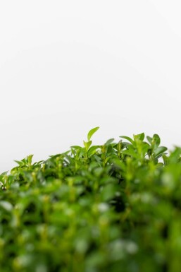 Buis / Buis en Boule 30-40 cm