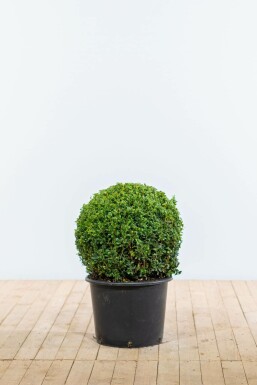 Buis toujours vert Buxus sempervirens Boule 50-60 Motte