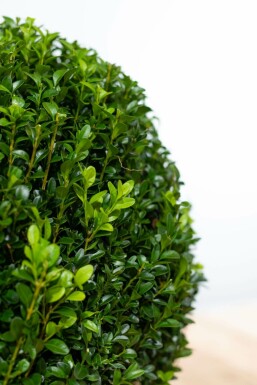 Buis toujours vert Buxus sempervirens Boule 50-60 Motte Buis / Buis en Boule 50-60 cm