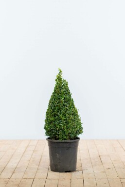 Buis toujours vert Buxus sempervirens Pyramide 50-60 Motte