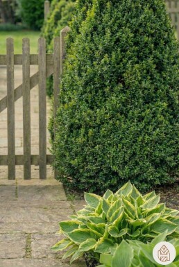 Buis / Buis Pyramide 50-60 cm