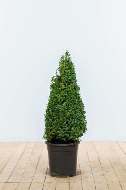 Buis toujours vert Buxus sempervirens Pyramide 60-70 Motte