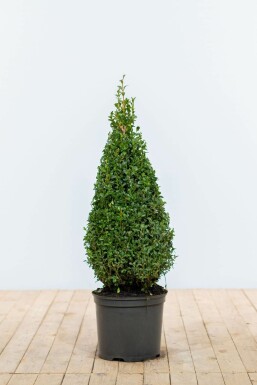 Buis toujours vert Buxus sempervirens Pyramide 70-80 Motte