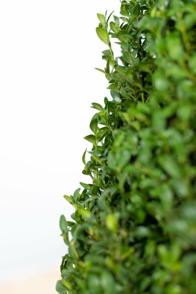 Buis toujours vert Buxus sempervirens Pyramide 70-80 Motte Buis / Buis Pyramide 70-80 cm
