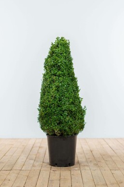 Buis toujours vert Buxus sempervirens Pyramide 80-90 Motte