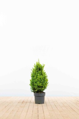Buis toujours vert Buxus sempervirens Haie 40-50 Motte Buis / Buxus Sempervirens Haie 40-50 cm
