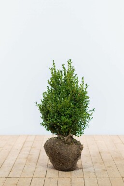 Buis / Buxus Sempervirens Haie