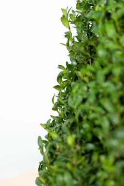 Buis toujours vert Buxus sempervirens Haie 50-60 Motte