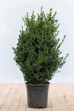Buis toujours vert Buxus sempervirens Haie 60-80 Motte Buis / Buxus Sempervirens Haie 60-80 cm