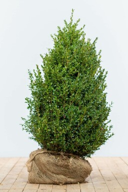 Buis / Buxus Sempervirens Haie