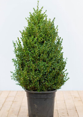 Buis toujours vert Buxus sempervirens Haie 80-100 Motte Buis / Buxus Sempervirens Haie 80-100 cm