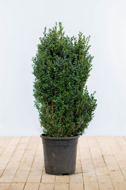 Buis toujours vert Buxus sempervirens Haie 100-125 Motte Buis / Buxus Sempervirens Haie 100-125 cm