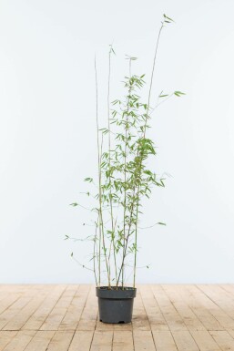 Bambou de muriel Fargesia murielae 'Jiuzhaigou' Haie 80-100 Motte Bambou Rouge / Fargesia Jiuzhaigou 80-100 cm