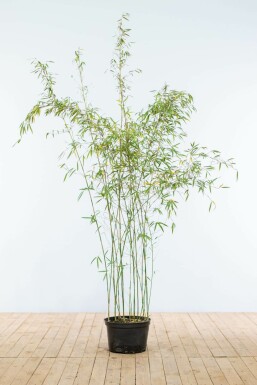 Bambou de muriel Fargesia murielae 'Jiuzhaigou' Haie 150-175 Motte Bambou Rouge / Fargesia Jiuzhaigou 150-175 cm