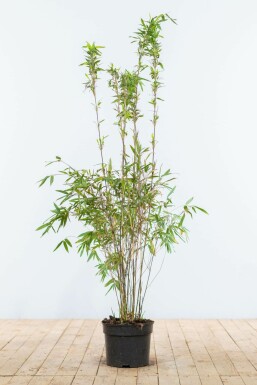Bambou / Fargesia Murielae Jumbo