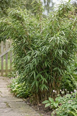 Bambou / Fargesia Murielae Jumbo 100-125 cm - Pot
