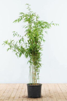 Bambou de muriel Fargesia murielae 'Jumbo' Haie 125-150 Motte