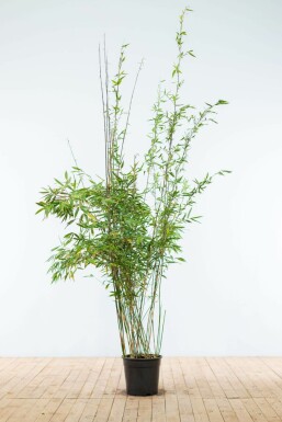 Bambou de muriel Fargesia murielae 'Jumbo' Haie 175-200 Motte Bambou / Fargesia Murielae Jumbo 175-200 cm