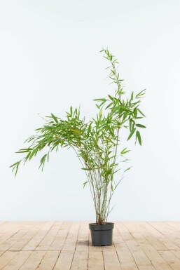 Bambou / Fargesia Nitida